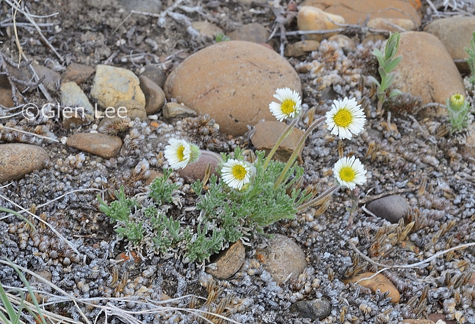 Erigeron compositus photos Saskatchewan Wildflowers